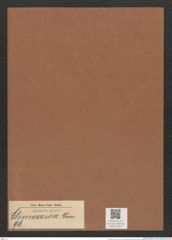 Climacosira sp. (de-Toni-Nr.: Genus 96) Zeichnungen Sammlung Grunow Mappe 03304 (Herbarium_W_Grunow_drawings_Folder_03304)